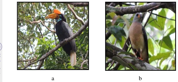 Gambar 10  Jenis burung endemik Sulawesi yang dilindungi: (a) Julang sulawesi 