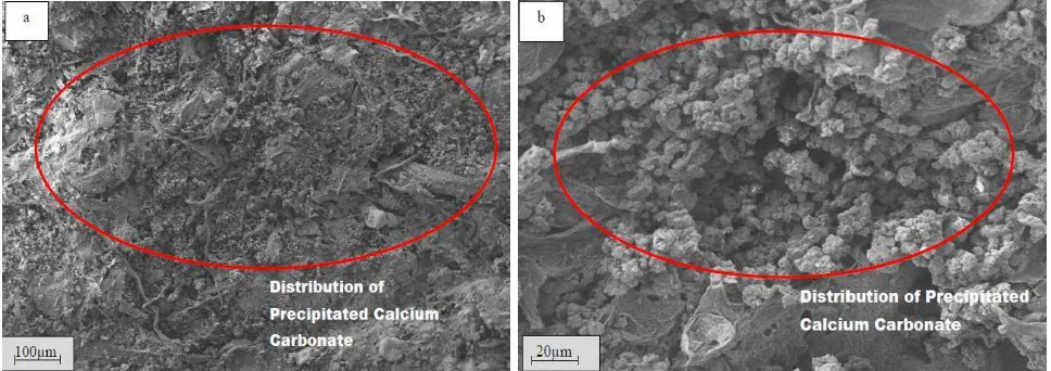 Fig. 1 SEM images of surface coating using stearic acid at (a) low magnification, and (b) high magnification