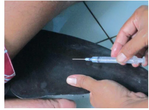 Gambar 4  Pengambilan darah lumba-lumba di vena dorsal ekor. 