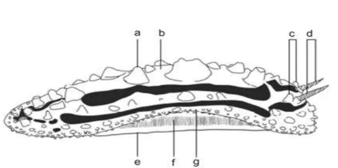 Gambar 2 Karakter morfologi yang menjadi dasar pengukuran 