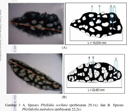 Gambar 3 A. Spesies Phyllidia ocellata (perbesaran 29,1x); dan B. Spesies 