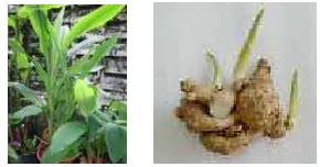 Gambar 7  Struktur bisdemetoksikurkumin, 