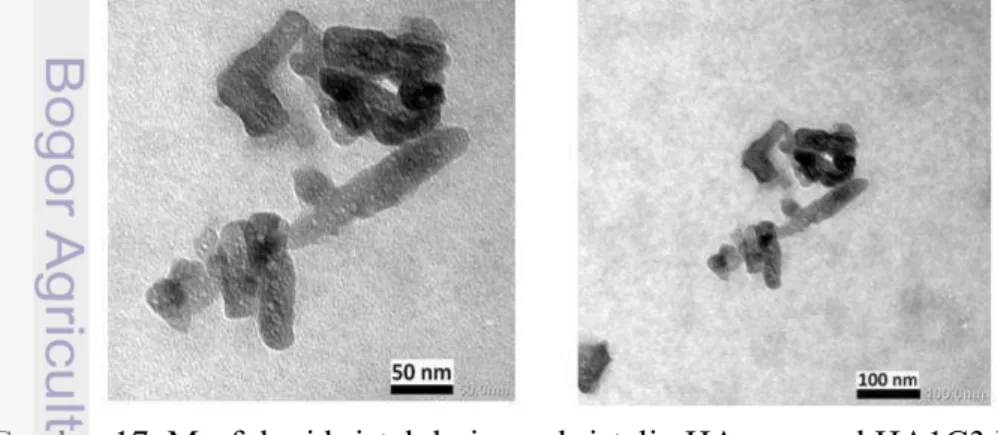 Gambar 17  Morfologi kristal dari nanokristalin HAp sampel HA1C3 hasil  karakterisasi TEM 