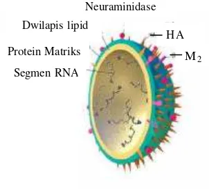 Gambar 3 Siklus hidup virus influenza  (Horimoto 2001) 