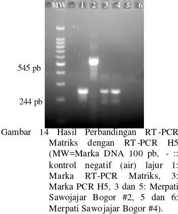 Gambar 14 Hasil Perbandingan RT -PCR 