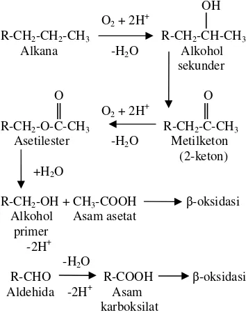 Gambar  4    Oksidasi n-alkana melalui oksidasi gugus metil terminal (Cookson 1995). 