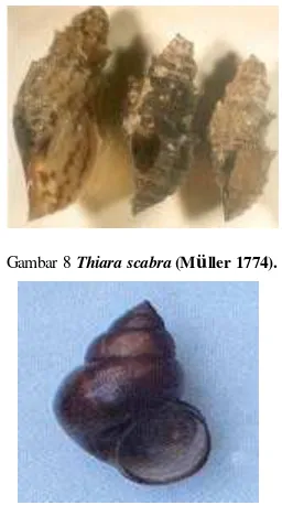 Gambar 8 Thiara scabra (Müller 1774). 
