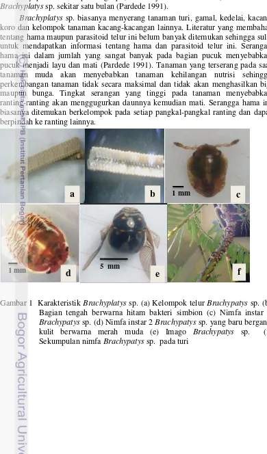 Gambar 1  Karakteristik Brachyplatys sp. (a) Kelompok telur Brachypatys sp. (b) 