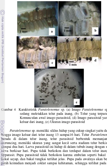 Gambar 4  Karakteristik Paratelenomus sp. (a) Imago Paratelenomus sp. yang 
