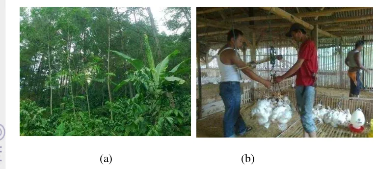 Gambar 4 Tumpangsari tanaman sengon (a), Usaha ternak ayam (b) 
