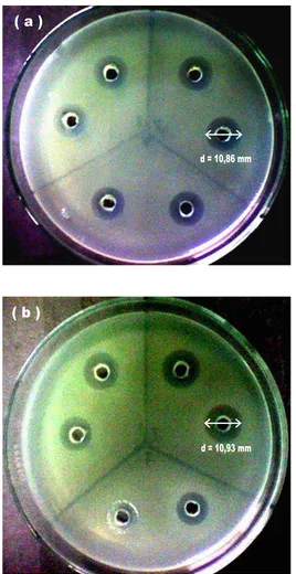 Gambar 3. Aktivitas Antimikroba Yogurt Probiotik Susu Kambing (a) Saanen dan (b) PESA terhadap Bakteri Pseudomonas sp