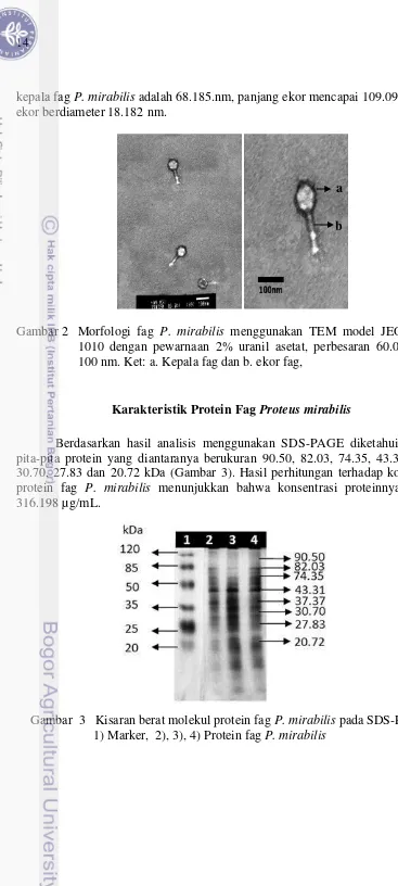 Gambar 2  Morfologi fag P. mirabilis menggunakan TEM model JEOL JEM-