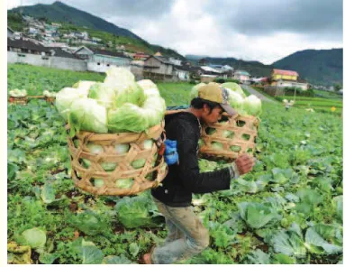 Gambar 1.12. Petani sayuran di Dataran Tinggi Dieng  Jawa Tengah menghasilkan tanaman sayuran yang didistri-busikan ke berbagai kota di Jawa Tengah
