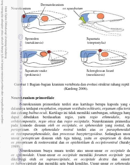 Gambar 1 Bagian-bagian kranium vertebrata dan evolusi struktur rahang reptil 
