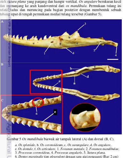 Gambar 5 Os mandibula biawak air tampak lateral (A) dan dorsal (B, C). 