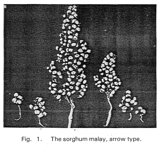 Table 1. The sorghum production in Central and East Java, 1973- 1 977 *. 