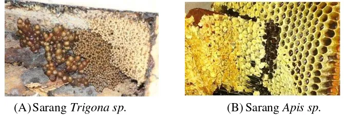 Gambar 1 Sarang lebah Trigona sp. (A) dan Apis sp. (B) 