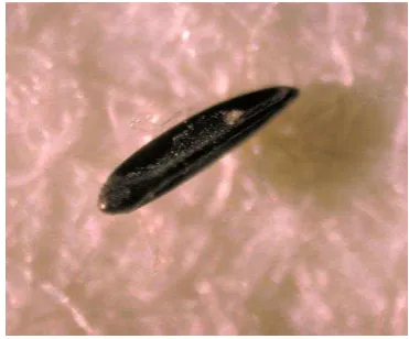 Gambar 3. Telur Aedes aegypti 