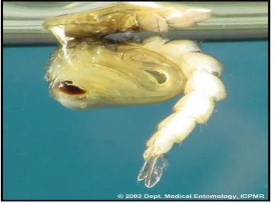 Gambar 5. Pupa Aedes aegypti 