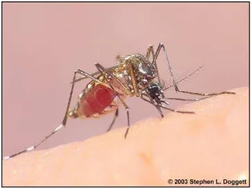 Gambar 6. Aedes aegypti dewasa 