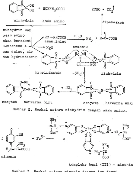 Gambar 2. Reaksi a n t a r a  ninhydrin d e n g a  aszm amino. 