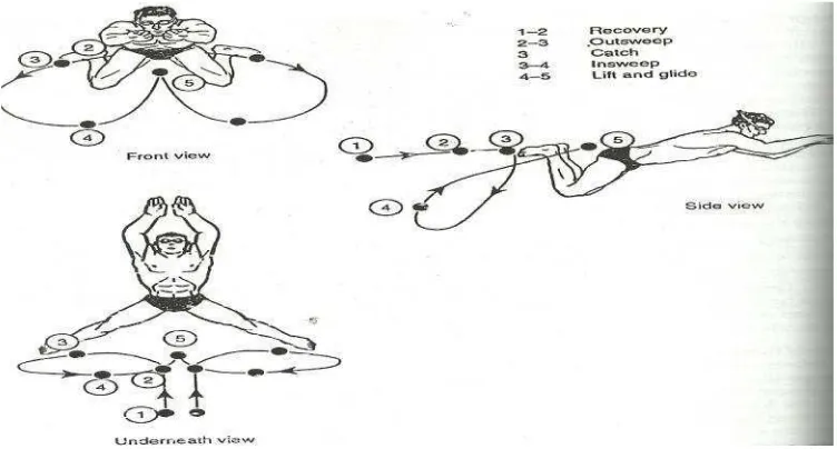 Gambar 8.Khusus sisi, depan, dan bawah pola pandangan gerak untukmenendang dada. Pola-pola yang ditarik relatif terhadap air.