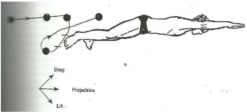 Gambar 9. Ilustrasi menunjukkan bagaimana propulsi dapat dihasilkan olehkombinasi kekuatan mengangkat dan menarik selama sapuan lengankedalam dari tendangan.