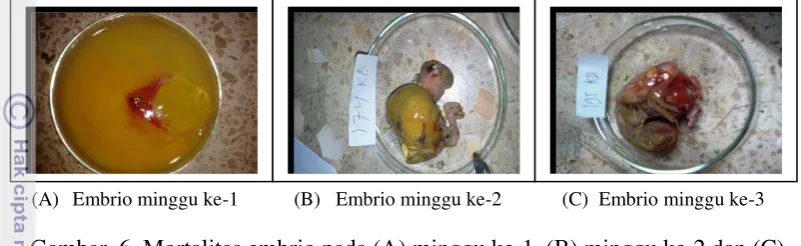 Gambar  6  Mortalitas embrio pada (A) minggu ke-1, (B) minggu ke-2 dan (C) 