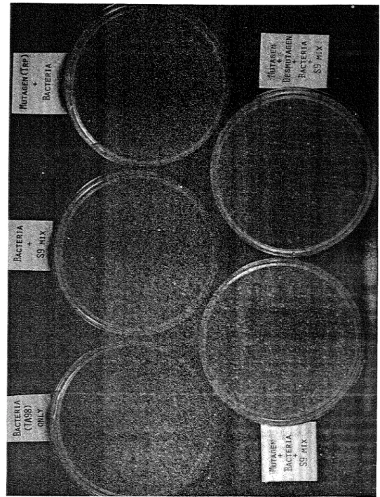 Fig.  5.  Desmutagenic effects of the cabbage extract on the mutagenicity  of  tryptophan  pyrolysates