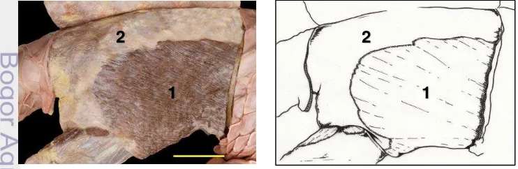 Gambar 3 Struktur otot kulit trenggiling. Musculus cutaneus yang cukup tebal              