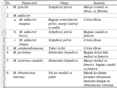 Tabel 2 Otot-otot paha daerah medial 
