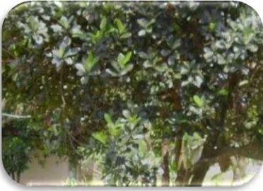 Gambar 19. Pohon Nangka 
