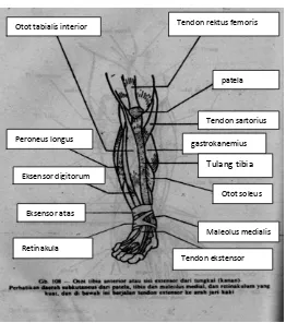 Gambar 6. Otot-otot tungkai bawah. (Evelyn C. Pearse, 1993:1114) 