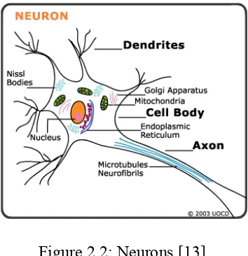 Figure 2.1: Human brain. 