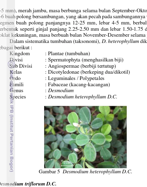 Gambar 5  Desmodium heterophyllum D.C. 