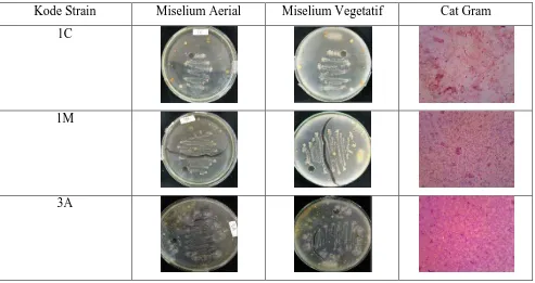 Gambar 3. Koloni rare Actinomycetes pada media starch-casein agar dengan konsentrasi 