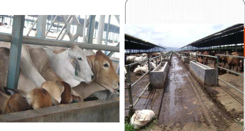 Gambar  18.  Sapi di dalam  kandang 
