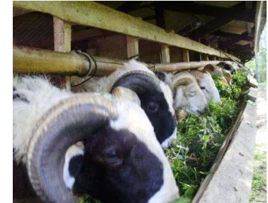 Gambar  6. Sapi  dalam kandang 