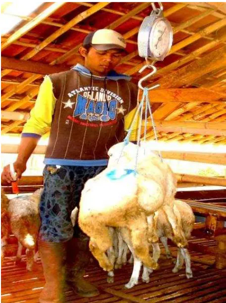 Gambar 14. Menimbang Ternak/Kambing Sumber : https://www.google.com 