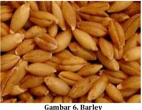 Gambar 6. Barley 