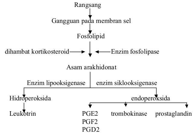 Gambar 3.   Biosintesis prostaglandin (Wilmana, 1995)