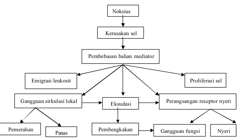 Gambar 1. Patogenesis dan gejala suatu peradangan (Mutschler, 1991)