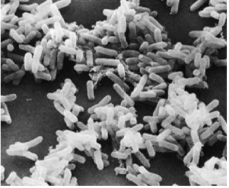 Gambar 5. Escherichia coli pewarnaan gram (500x) Sumber : Prescott, 2002. 