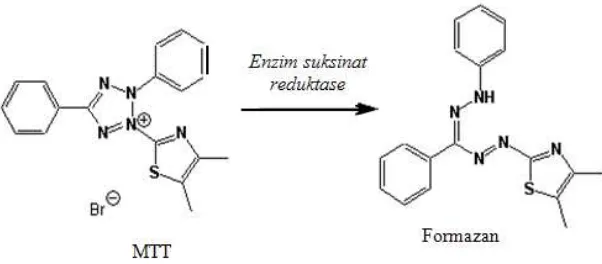 Gambar 2. Reaksi reduksi MTT menjadi formazan oleh enzim reduktase. 