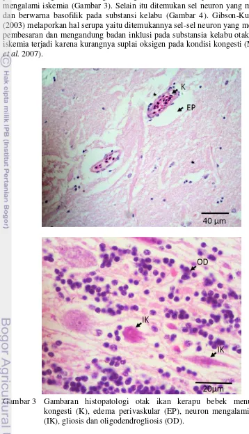 Gambar 3  Gambaran histopatologi otak ikan kerapu bebek menunjukkan 