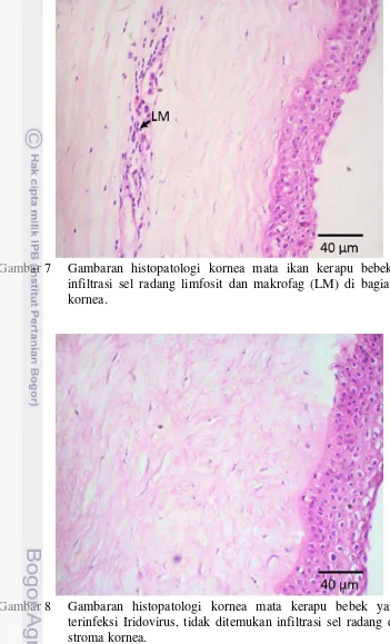 Gambar 7  Gambaran histopatologi kornea mata ikan kerapu bebek terlihat 
