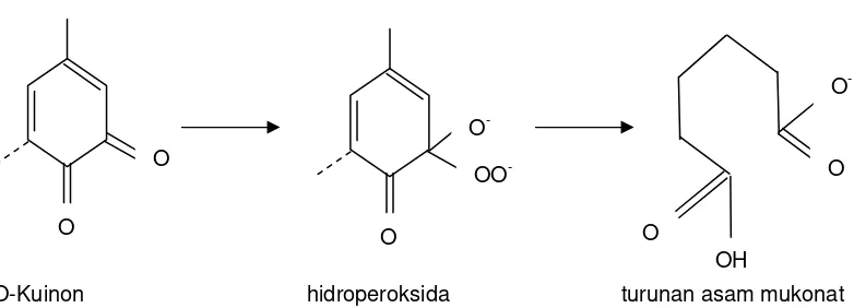 Gambar 2.2. Reaksi Anion Perhidroksil Dengan Struktur O-Kuinon (Sjostrom, 1998)  