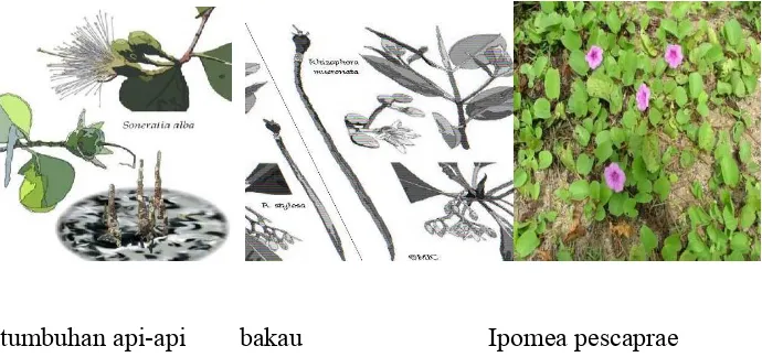 Gambar alat reproduksi beberapa tumbuhan pantai 