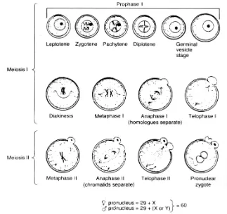 Gambar 2. Pembelahan meiosis dan maturasi oosit (Gordon 1994). 