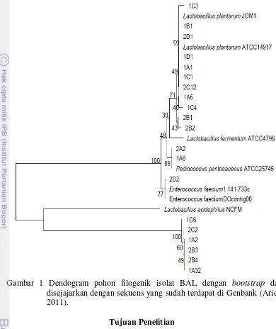 Gambar 1 Dendogram pohon filogenik isolat BAL dengan  bootstrap dan 